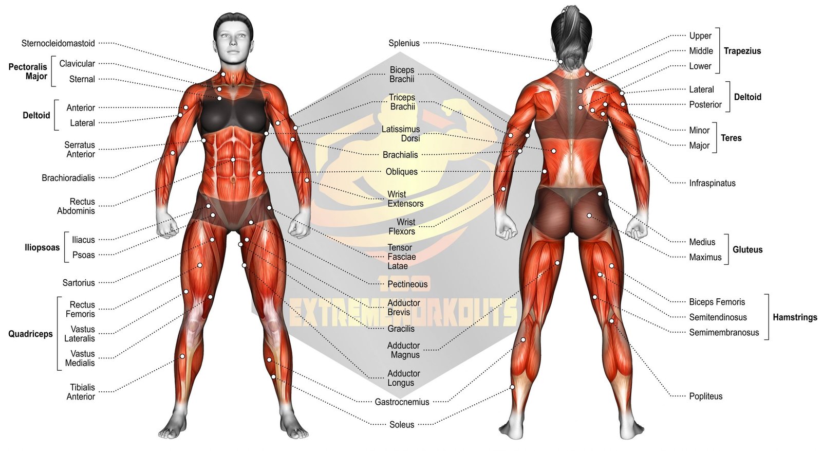 31541108 Body muscles female maxx scaled